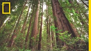 Experience the Magic of Redwood National Park  Short Film Showcase [upl. by Kreindler]