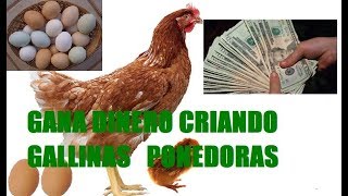 EMPIEZA UN NEGOCIO DESDE CASAGRANJA CON GALLINAS DE POSTURAPONEDORAS [upl. by Charissa426]