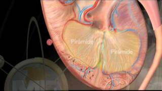 Anatomia Sistema Urinario  Urinary System Anatomy [upl. by Amlez]