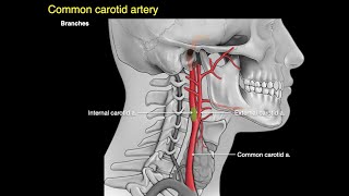 Arteries of the neck [upl. by Schonfeld]