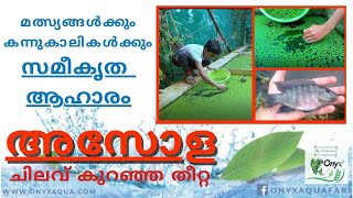 Simple Azolla Farming  Azolla culture  How to culture Azolla  Best zero cost fish feed Azolla [upl. by Neened]