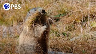 Secrets of Marmot Hibernation [upl. by Esmerolda]