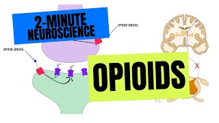 2Minute Neuroscience Opioids [upl. by Kirk838]