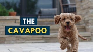 The Cavapoo Everything You Should Know About The Adorable Dog [upl. by Wivinah]