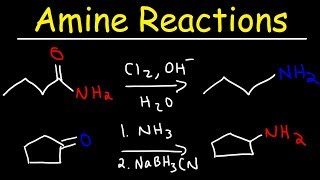 Amine Synthesis Reactions [upl. by Higginson]