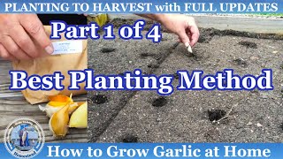 How to Grow Lots of Garlic at Home  BEST Planting Method Part 1 of 4 [upl. by Yblek771]