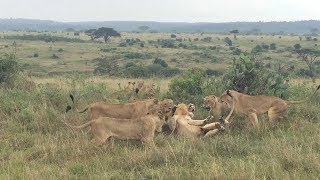 Group Of Female Lions Fight Male Lion [upl. by Irem]