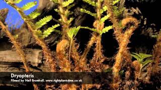 Fern Dryopteris growing over 2 months period time lapse [upl. by Mansoor]