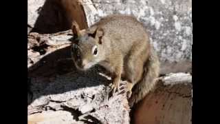 SONIDO DE LA ARDILLA SOUND OF SQUIRREL  carlosmanfacebookxblogspotcom [upl. by Skutchan]