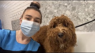 Cavapoo Dog Grooming [upl. by Kenaz]