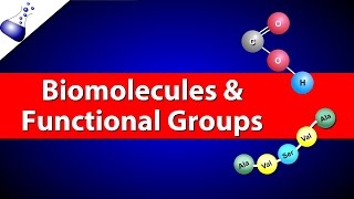 Biomolecules and Functional Groups [upl. by Oriana615]