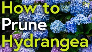 How to Prune Hydrangea A Martin Masterclass  Pots amp Trowels [upl. by Ahsieker91]