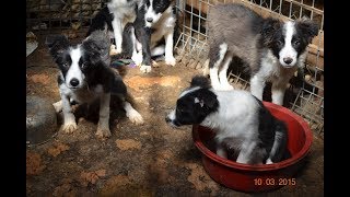 RSPCA Puppy Farm Rescue [upl. by Icyak656]