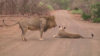 Male Lion marking his territory after mating [upl. by Leile]