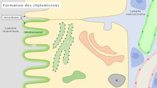 1ST2S  Formation des chylomicrons [upl. by Kalvin807]