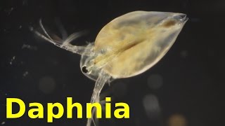 Daphnia [upl. by Haikezeh]