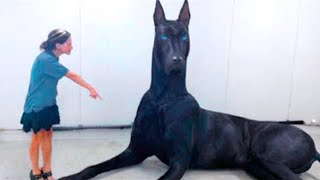 15 Abnormally Large Dogs That Actually Exist [upl. by Yrellav]