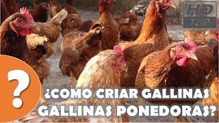 ¿Como cuidar a tus Gallinas Ponedoras o de Postura HD [upl. by Langston]