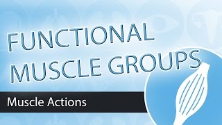 Muscle Actions Functional Groups [upl. by Ahsenauq6]