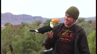 Freeflight Toco Toucan amp Parrots  BirdTricks [upl. by Ahsya]