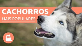 Top 10 RAÇAS DE CACHORROS MAIS POPULARES DO MUNDO [upl. by Edee]