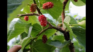 Morus Nigra Mulberries Noire of Spain  the King of Mulberries [upl. by Mihalco567]