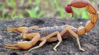 Scorpion Evolution  California Academy of Sciences [upl. by Hakym]