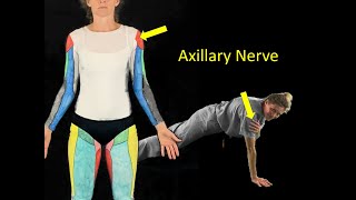 Sensory Nerves of the Upper Limb [upl. by Fulviah]