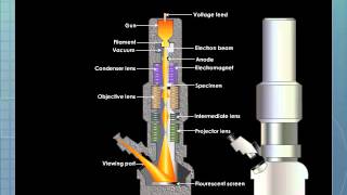 Electron Microscope [upl. by Kelsey]