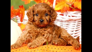 Cavapoo Facts  Puppies and Full Grown Dogs [upl. by Armilda271]