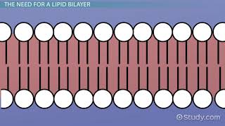 Lipid Bilayer Definition Structure amp Function [upl. by Adriell]