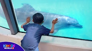 Marineland Canada Tour  Marine Animal Show and Attractions [upl. by Essej56]