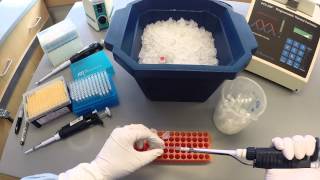 PCR Protocol  Part 1 [upl. by Bethena]