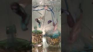 Purple and green Moscow guppies [upl. by Jelene]