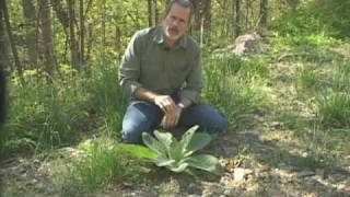 Mullein  Verbascum thapsus [upl. by Cornelie]