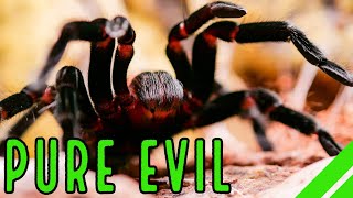 Mexican Red Rump Tarantula BrachypelmaTliltocatl vagans Care amp Facts [upl. by Refiffej]