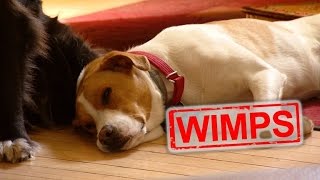 How to Test if Your Dog Will Wimp Out During a Burglary [upl. by Ahtelrac]