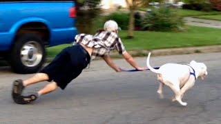 Best Dogs Failing Compilation  Try Not to Laugh [upl. by Aicenev979]