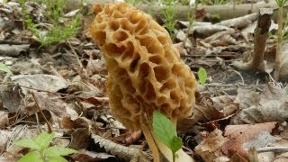 How To Grow Morel Mushrooms [upl. by Eb]