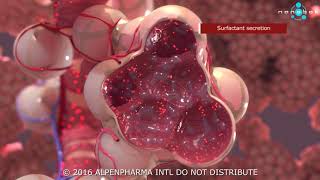 Pulmonary surfactant secretion  3D medical animation [upl. by Rebeka]