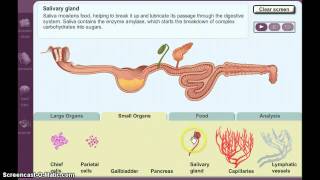 Digestion Gizmo Demo [upl. by Soloma362]