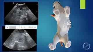 Ultrassonografia Veterinária  entenda a tela do ultrassom [upl. by Godspeed]