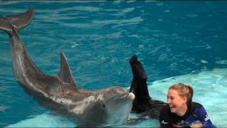 Dolphin Show at the National Aquarium [upl. by Aerdnod301]