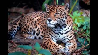 Jaguar  Facts and Figures [upl. by Acissej]