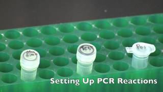 GMO Detection by PCR [upl. by Rossi387]