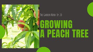 Growing A Peach Tree [upl. by Lemay]