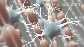 Myelin Sheath Neurons 3D Medical Animation [upl. by Vaclav848]