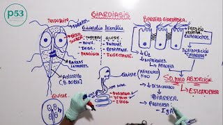 PARASITOLOGIA  Giardia Lamblia [upl. by Dorcia]