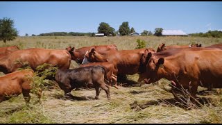 Adaptive Grazing 101 How to Assess Paddock Size and Optimal Stocking Density [upl. by Torras]