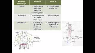 Œsophage estomac amp duodénum [upl. by Avehs]